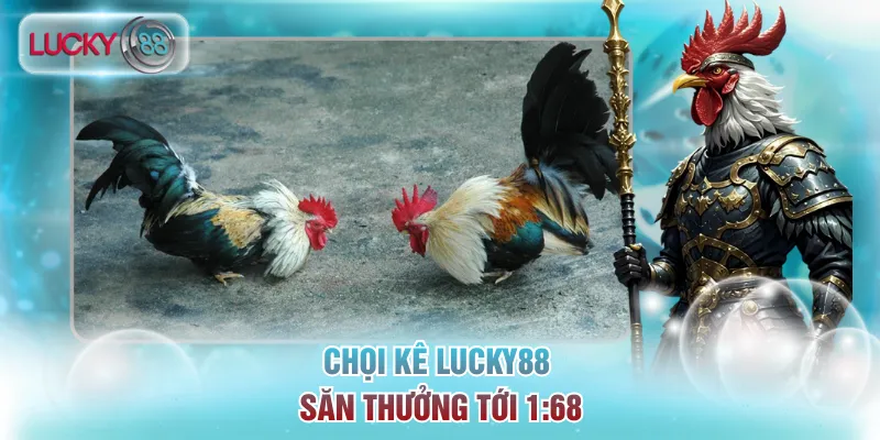 Trang Chủ 18 Sảnh giải trí trực tiếp các trận đấu thể thao Đá gà
